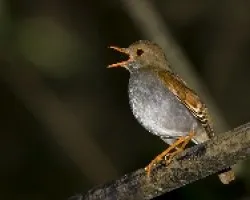 Orange-billed Nightingale-Thrush