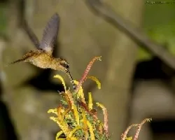 Stripe-throated Hermit
