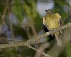 Ochre-bellied Flycatcher -- Mionectes oleagineus