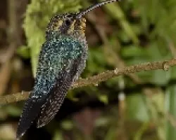 Green Hermit hembra