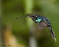 Green Hermit macho
