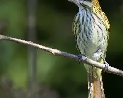 Streaked Flycatcher