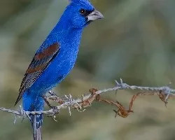 Blue Grosbeak