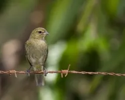 Yellow-faced Grassquit hembra