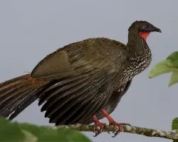 Crested Guan