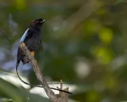 Chiroxiphia linearis