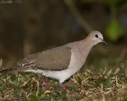 White-tipped Dove
