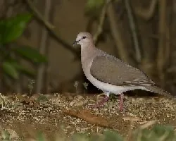 White-tipped Dove
