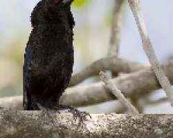 Bronzed Cowbird
