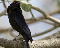 Bronzed Cowbird