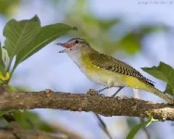 Yellow-green Vireo