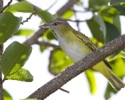 Yellow-green Vireo