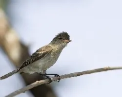 Camptostoma imberbe