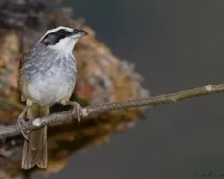 Aimophila ruficauda...
