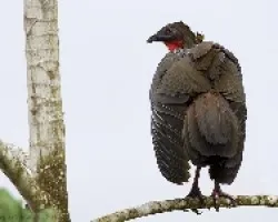 Crested Guan