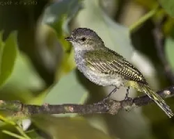 Paltry Tyrannulet