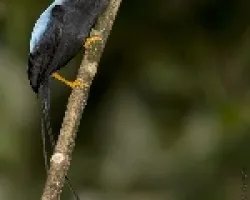 Chiroxiphia linearis
