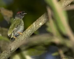 Chiroxiphia linearis