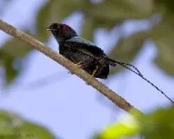 Chiroxiphia linearis