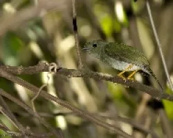 Chiroxiphia linearis