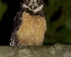 Spectacled Owl