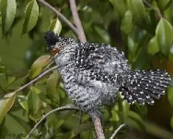 Thamnophilus doliatus