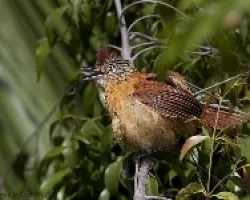 Thamnophilus doliatus
