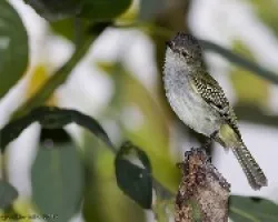 Paltry Tyrannulet