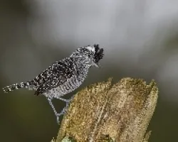Thamnophilus doliatus