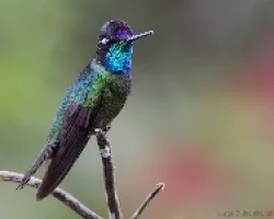 Eugenes fulgens