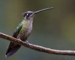 eugenes fulgens hembra