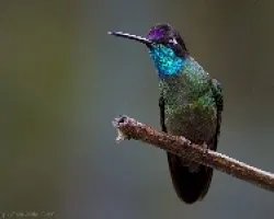 Eugenes fulgens macho