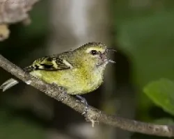 Yellow winged Vireo