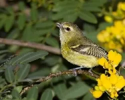 Yellow winged Vireo