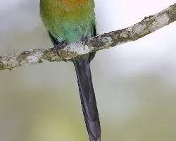 Broad-billed Motmot (Electron platyrhynchum)