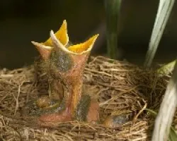 Clay-colored Robin
