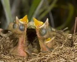 Clay-colored Robin