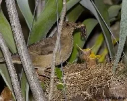 Clay-colored Robin