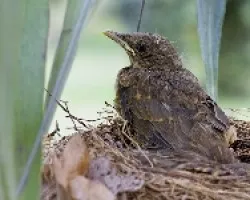 Clay-colored Robin