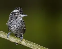Thamnophilus doliatus