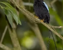 Chiroxiphia linearis