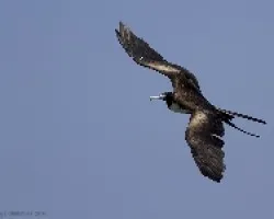 Magnificent Frigatebird (hembra)