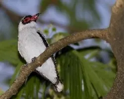 Masked Tityra  male