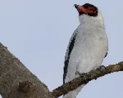 Masked Tityra  male