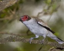 Masked Tityra  female