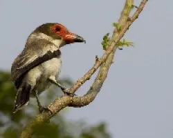 Masked Tityra  female