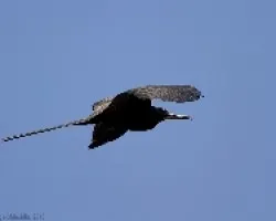 Magnificent Frigatebird (macho)