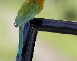 Broad-billed Motmot (Electron platyrhynchum)