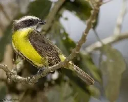 Social Flycatcher