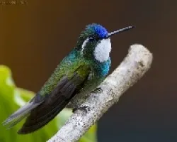 White-throated Mountain-gem